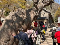 -青岛崂山太清宫