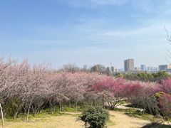 -开福禅寺