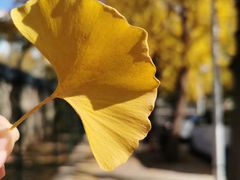 -三里屯东五街银杏大道