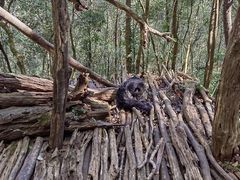 -普洱太阳河森林公园