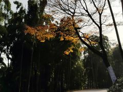 -莫干山风景区