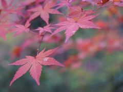 -常寂光寺
