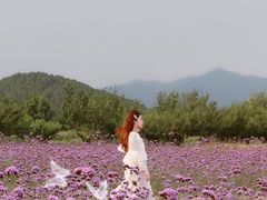 -北京东方普罗旺斯薰衣草庄园