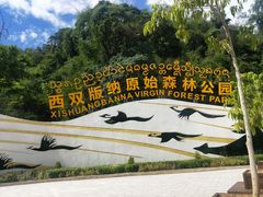 -西双版纳原始森林公园