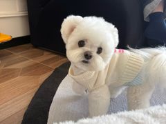 -帕帕拉兹宠物(亚洲旗舰店)