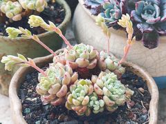 -中环花鸟鱼虫市场
