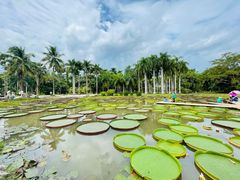 -中国科学院西双版纳热带植物园