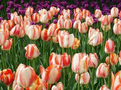 -长春公园(普阳街道)