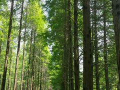 -黄海国家森林公园