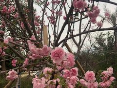-天适樱花悠乐园