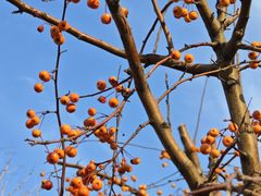 -泡泡玛特POPMART(蓝色港湾店)