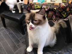 -猫色咖啡·猫咖