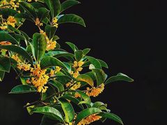 -如家酒店·neo(苏州博物馆拙政园苏博地铁站店)