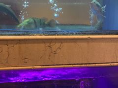 -阿英煲(凉城路店)