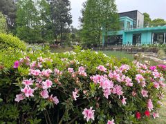 -铁山坪森林公园