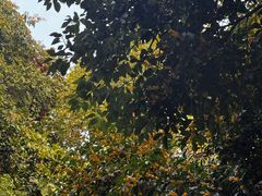 -杭州半山国家森林公园