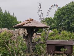 -上海野生动物园