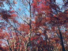 -秋霞圃