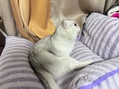 -四月宠物医院·猫专科·心脏专科·内科(转塘店)