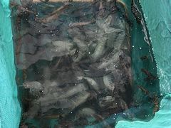 -蓝湾碧波·老字号·疍家非遗海上餐厅