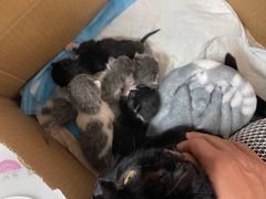 -达爱动物医院·犬猫分区·CT·复杂眼科(远洋山水分院)