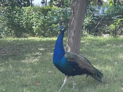 -J Create城市露营咖啡·简餐·宠物(上海动物园店)