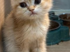 -BABIT巴比特宠物(MOMOPARK店)