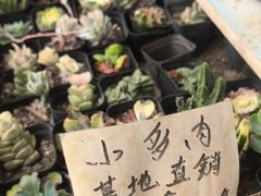 -陇南批发市场