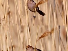 -野鸭湖国家湿地公园