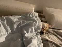 -东方名猫馆·英短金渐层布偶猫舍(环线广场1号楼店)