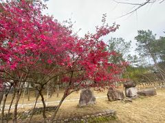 -温州永嘉书院