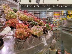 -KKV(深圳kk one 店)