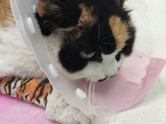 -北京观赏动物医院·24小时大型综合·猫专科·异宠专科