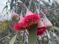 -墨尔本皇家植物园