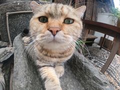 -喵屿·大理花园猫咖