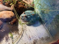 -上海大自然野生昆虫馆(东方明珠·爬宠昆虫探索中心)