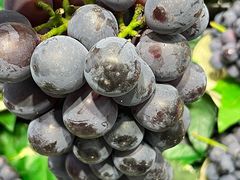 -城市批发中心(芙蓉汉城店)