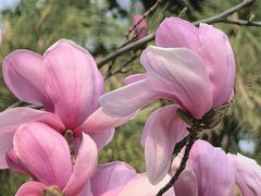 -皇家御河游(紫御湾码头)