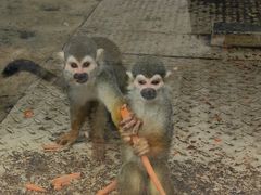 -泉州海丝野生动物世界