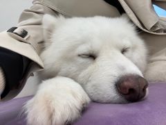 -怪兽屋·羊驼·猫咖·狗咖(俊华广场店)