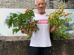 -碧江金楼