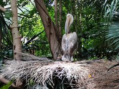-广州长隆飞鸟乐园