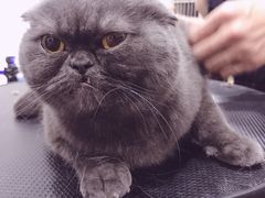 -八公叔叔宠物美容连锁(春申店)