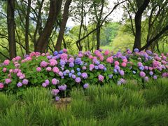 -西湖风景区-江洋畈生态公园