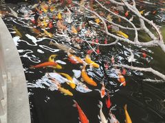 -南宫五洲植物乐园