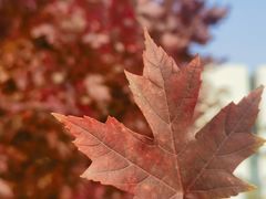 -辽宁大学(崇山校区)