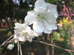 -南汇桃花村