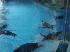 -帝企鹅自助餐厅•儿童岛•真企鹅(长隆企鹅酒店)