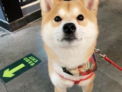 -百好乐宠物友好餐厅(朝外大街店)