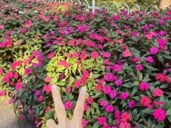 -黑龙江省森林植物园